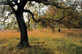 Riserva Naturale delle "Baragge" 